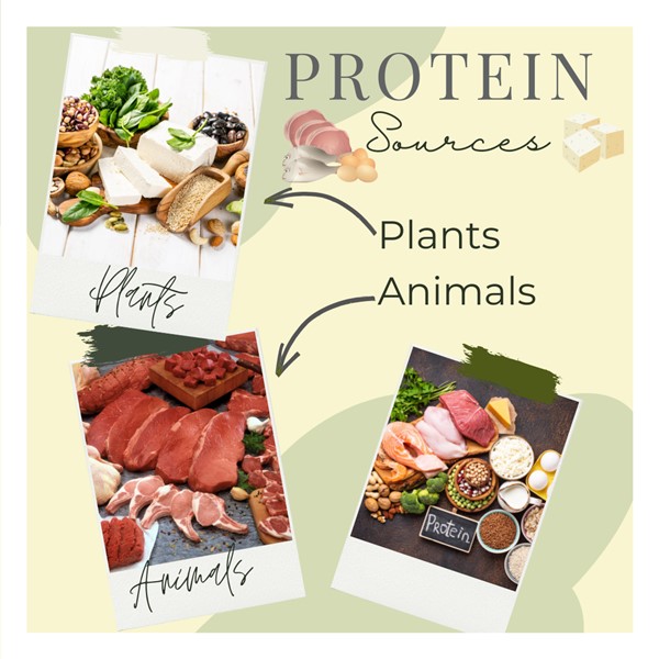 Dietary Proteins